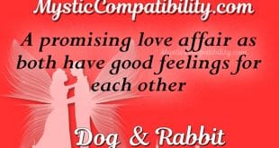 dog rabbit compatibility