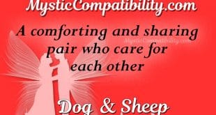 dog sheep compatibility