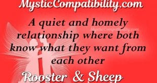 rooster sheep compatibility